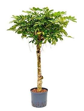 Schefflera gold capella