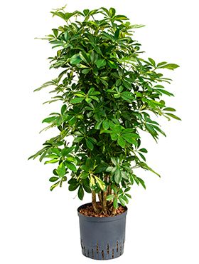 Schefflera gold capella