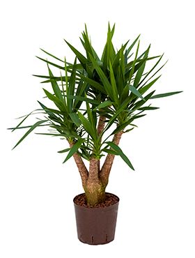 Yucca
