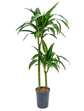 Dracaena hawaiian sunshine