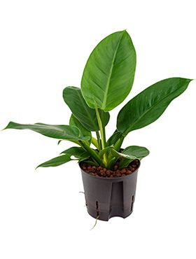 Philodendron imperial green