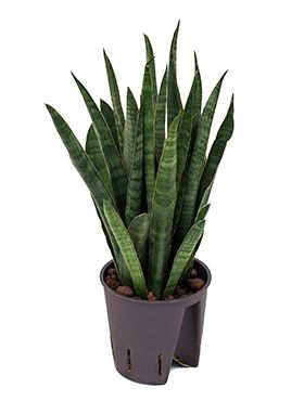 Sansevieria kirkii