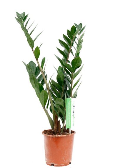 Zamioculcas Zamiifolia