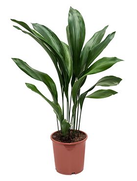 Aspidistra elatior