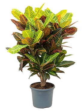 Croton Petra