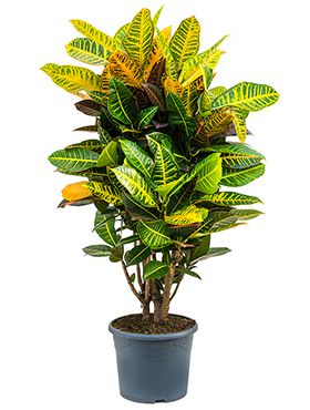 Croton Petra