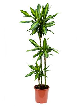 Dracaena cintho