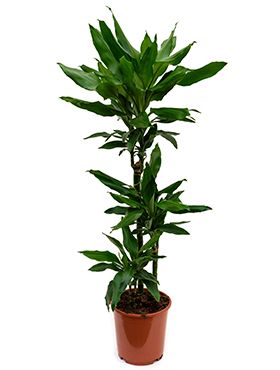 Dracaena janet lind