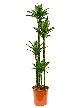 Dracaena janet lind