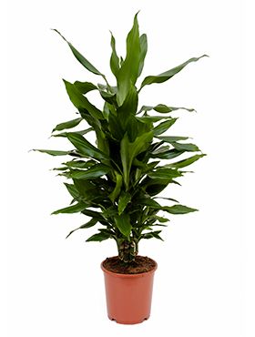 Dracaena janet lind