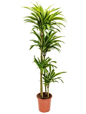 Dracaena lemon lime