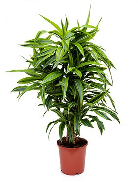 Dracaena lemon lime