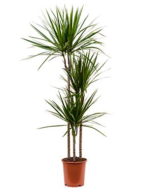 Dracaena marginata