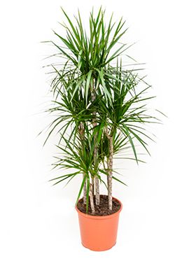 Dracaena marginata