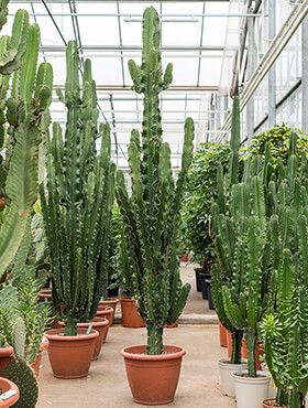 kruis kans vertel het me Cactus kopen? Grote & kleine cactussen - 123planten.nl