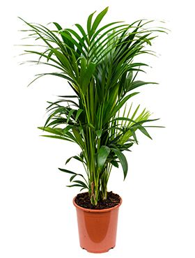 Kentia
