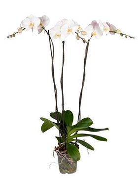 Orchidee (Phalaenopsis) Verzorging Tips & Informatie - 123Planten.Nl