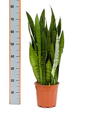 Sansevieria zeylanica