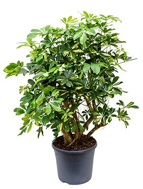 Schefflera gold capella