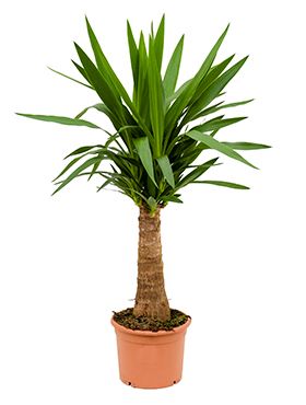 Yucca Elephantipes