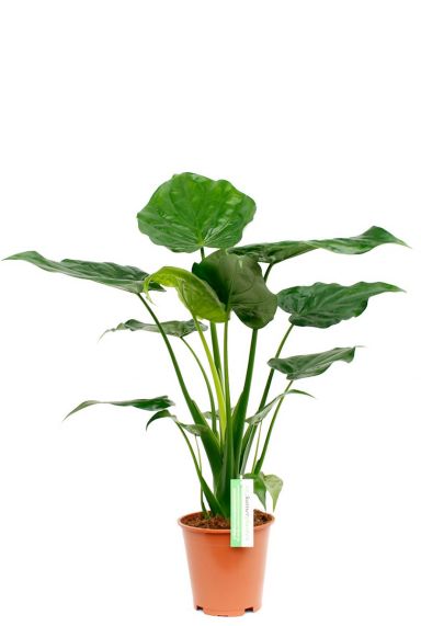 Alocasia met groene grote bladeren kopen
