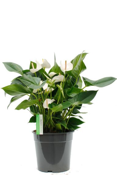 Anthurium Sumi kamerplant kopen bij 123planten