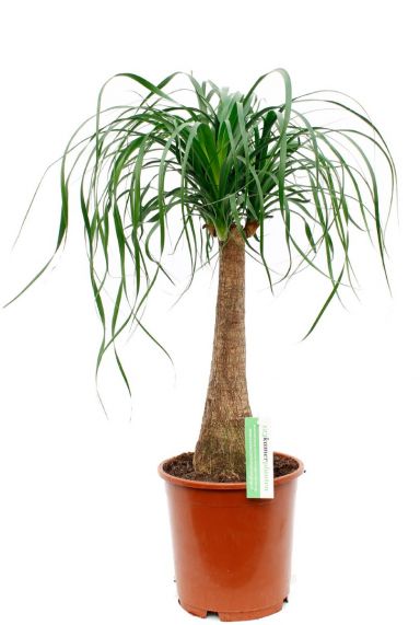 Beaucarnea recurvata kamerplant kopen bij 123planten
