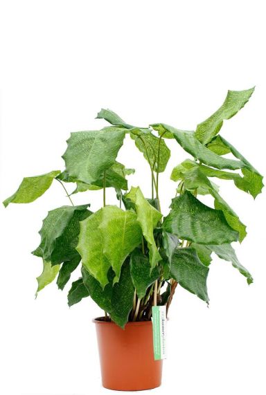 Calathea pauwenplant