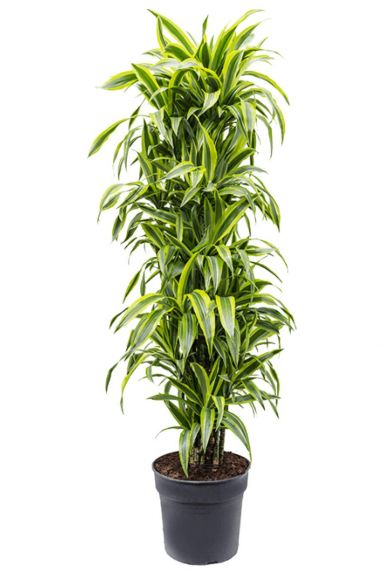 Dracaena lemon lime kamerplanten