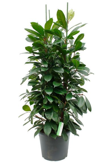 Mooie groene Ficus kamerplant met drie stammen kopen bij 123planten