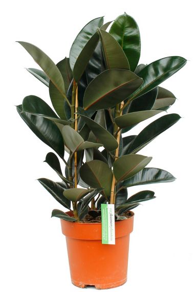 Ficus elastica huisplant
