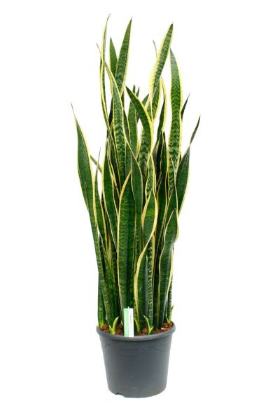 Sansevieria laurentii kamerplant