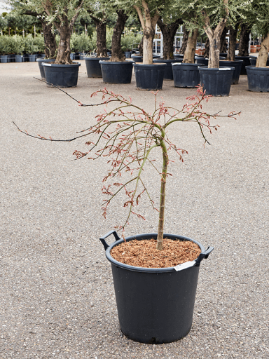 acer_tuinplant