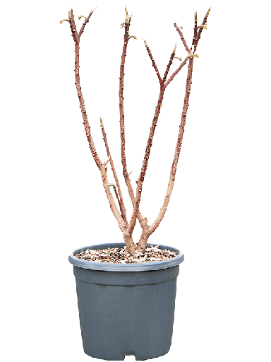 Edgeworthia_tuinplant