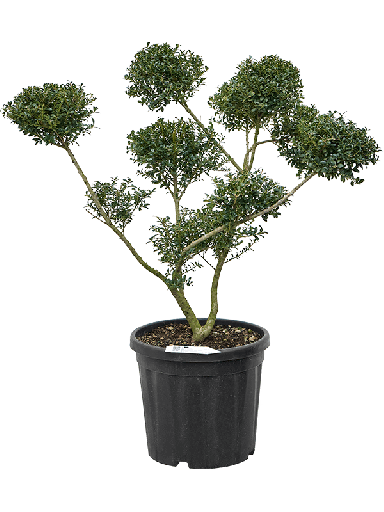 ilex_tuinplanten