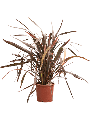 phormium_tuinplant
