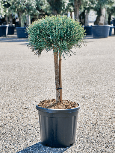 Pinus_tuinplant