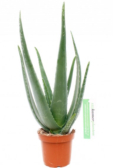 Aloe vera barbadensis 
