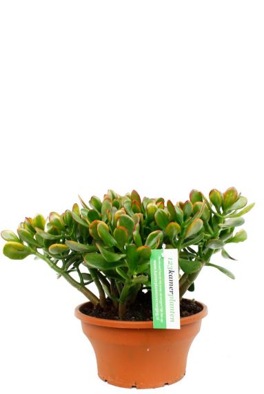 Crassula sunset kopen bij 123planten