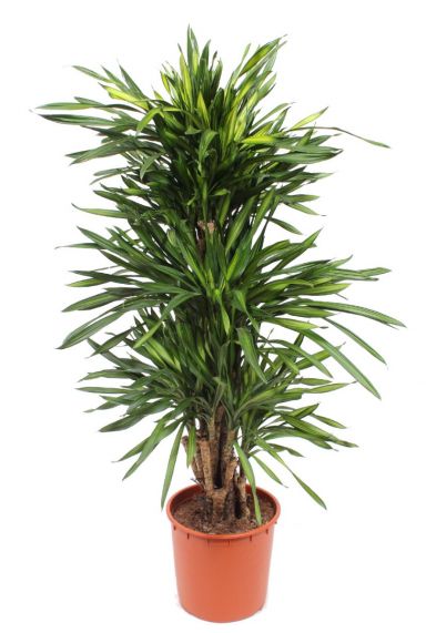Dracaena Riki
