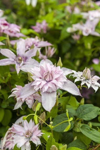 Clematis Multi Pink® 