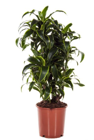 Dracaena Dorado