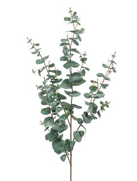 Eucalyptus