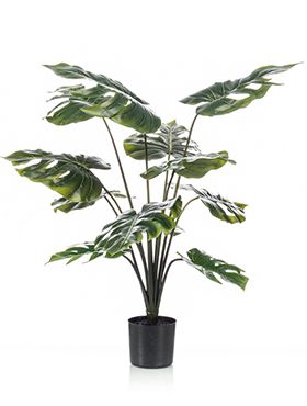 Monstera