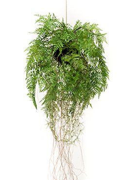 Fern w roots