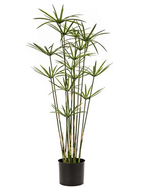 Cyperus