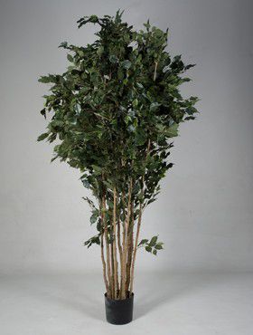 Ficus exotica