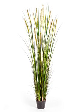 Grass foxtail