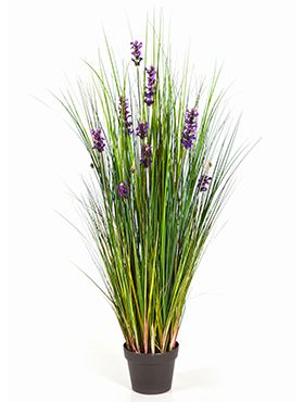 Lavender grass