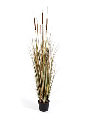 Grass cattail